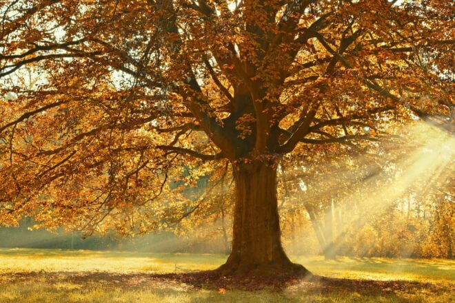 Lehtipuussa ruska, takaoikealta siivilöityy auringon säteitä.